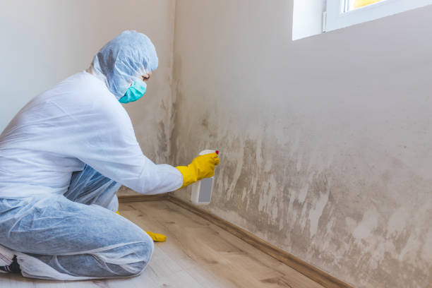 Licensed Commercial Mold Remediation service in Suitland, MD - Car Mold Remediation